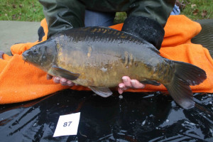 Stocked November 2011