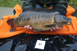 Stocked November 2011