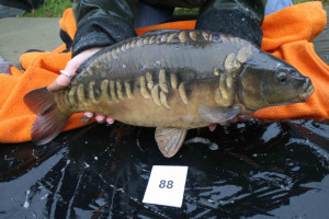 Stocked November 2011