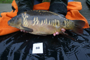 Stocked November 2011