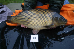 Stocked November 2011