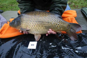 Stocked November 2011