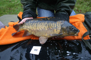 Stocked November 2011