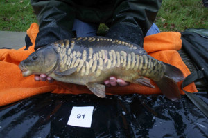 Stocked November 2011