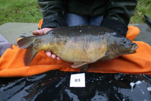 Stocked November 2011