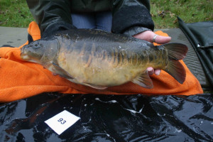 Stocked November 2011