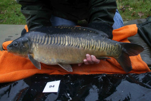 Stocked November 2011