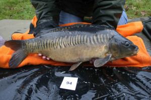 Stocked November 2011