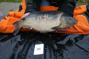 Stocked November 2011