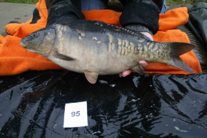 Stocked November 2011