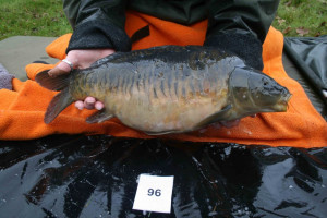 Stocked November 2011