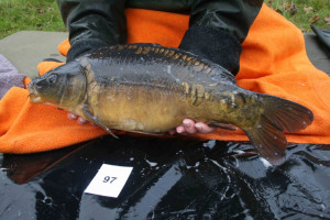 Stocked November 2011