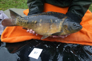 Stocked November 2011