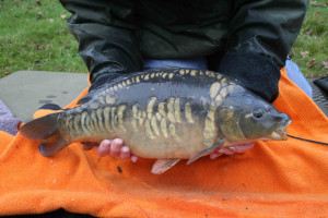 Stocked November 2011