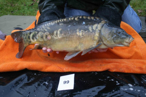 Stocked November 2011