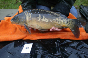 Stocked November 2011