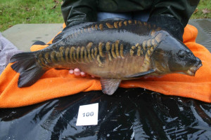 Stocked November 2011