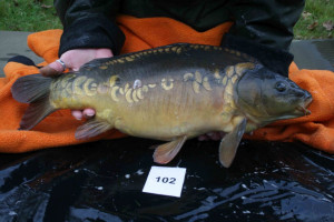 Stocked November 2011