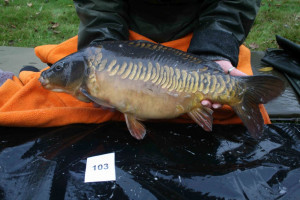 Stocked November 2011