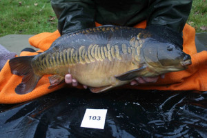 Stocked November 2011