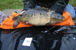 Stocked November 2011