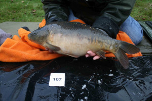 Stocked November 2011