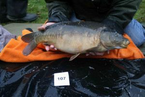 Stocked November 2011