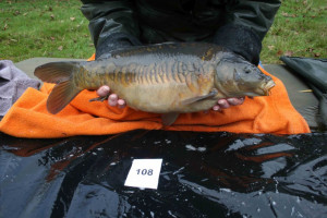 Stocked November 2011