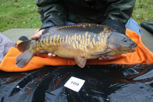 Stocked November 2011