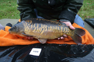 Stocked November 2011