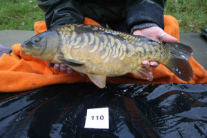 Stocked November 2011