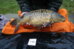 Stocked November 2011