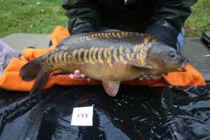 Stocked November 2011