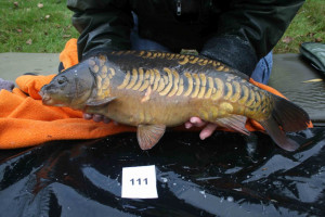 Stocked November 2011