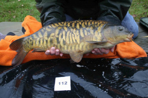 Stocked November 2011