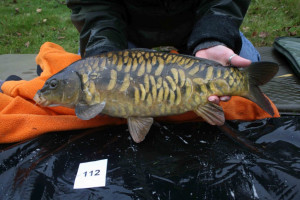 Stocked November 2011