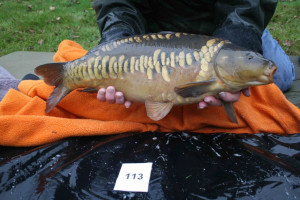 Stocked November 2011