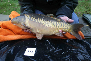 Stocked November 2011