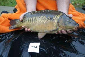 Stocked November 2011