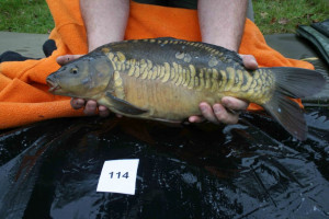 Stocked November 2011