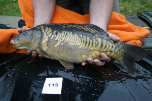 Stocked November 2011