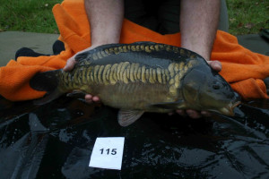 Stocked November 2011