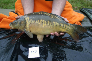 Stocked November 2011