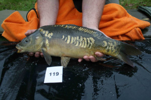 Stocked November 2011