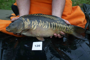 Stocked November 2011