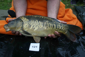 Stocked November 2011