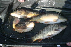 Stocked November 2011