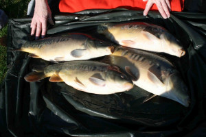 Stocked November 2011