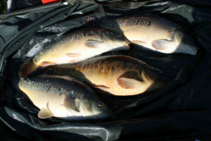 Stocked November 2011