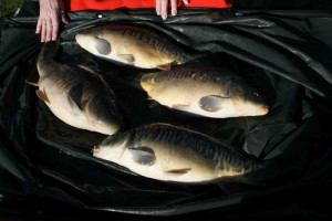 Stocked November 2011